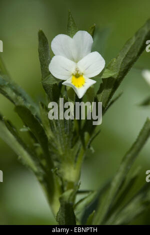 kultiviert, Stiefmütterchen, Feld Stiefmütterchen, kleine wilde Stiefmütterchen (Viola Arvensis), Blume, Deutschland Stockfoto