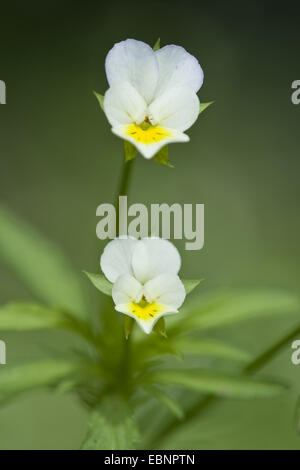 kultivierte Stiefmütterchen, Feld Stiefmütterchen, kleine wilde Stiefmütterchen (Viola Arvensis), blühen, Deutschland Stockfoto