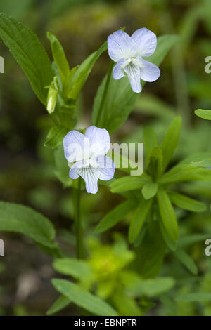 Viola Elatior (Viola Elatior), blühen, Deutschland Stockfoto