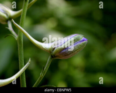 Jährliche zweifelhaft Ritters-Sporn, Rittersporn, Delphinium (Konsolidierung Ajacis, Delphinium Ajacis), bud Stockfoto