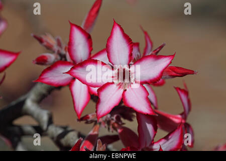 Impala-Lilie (Adenium Multiflorum), Blumen, Südafrika, Kruger National Park Stockfoto