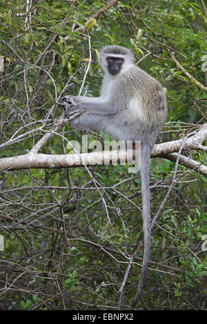 Grivet Affe, Savanna Affe, grünen Affen, Vervet Affen (grüne Aethiops), Frau sitzt auf einem Zweig, Südafrika, Kruger National Park Stockfoto