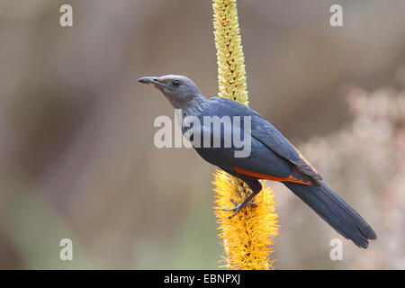 African Red-winged Starling (Onychognathus Morio), weibliche sitzt auf einer Aloe, Südafrika, Kruger National Park Stockfoto