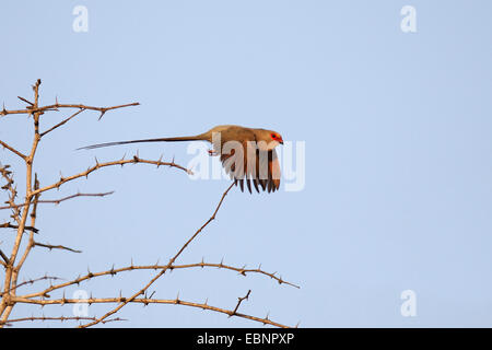 Mit rotem Gesicht Mousebird (Urocolius Indicus), fliegt von einem Dornenbusch, Südafrika, Mkuzi Game Reserve Stockfoto