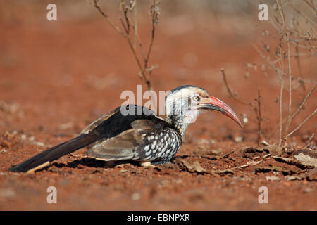 rot-billed Hornbill (Tockus Erythrorhynchus), sucht nach Nahrung in der Erde, Südafrika, Kruger National Park Stockfoto