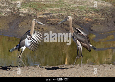 Sattel-Bill Stork (Nahrung Senegalensis), kämpfen zwei Jungvögel neben ein Wasserloch, Südafrika, Kruger National Park Stockfoto