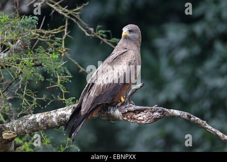 Gelb-billed Kite, gelbe abgerechneten Kite (Milvus Parasitus), sitzt auf einem Baum, Südafrika iSimangaliso Wetland Park Stockfoto