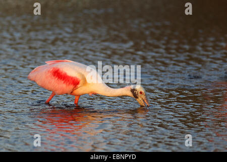 rosige Löffler (Ajaia Ajaia), sucht nach Essen im flachen Wasser, USA, Florida, Merritt Island Stockfoto