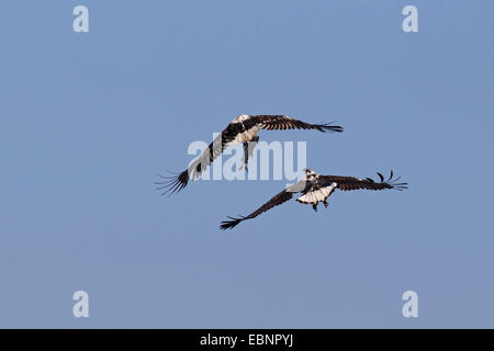 Afrikanische Fischadler (Haliaeetus Vocifer), zwei unreife Adler Kampf für einen Fisch, Südafrika, Kruger National Park Stockfoto