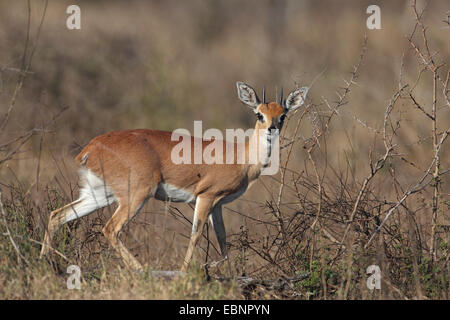 Steinböckchen (Raphicerus Campestris), steht männlich im Buschland, Südafrika, Kruger National Park Stockfoto