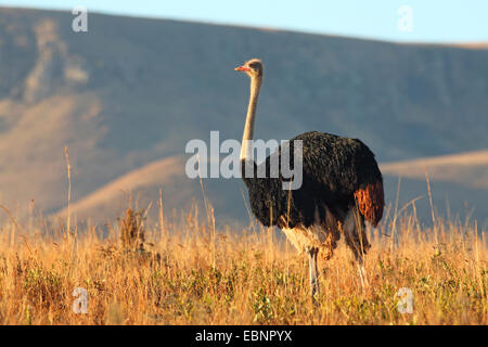 Südlichen Strauß (Struthio Camelus Australis, Struthio Australis), männliche steht in Grünland im Morgenlicht, Südafrika, Ithala Game Reserve Stockfoto