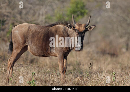 blaue Gnus, gestromt Gnu, weißen bärtigen Gnus (Connochaetes Taurinus), jungen Gnus steht im Grünland, Südafrika, Umfolozi Game Reserve Stockfoto