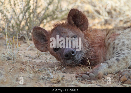beschmutzte Hyänen (Crocuta Crocuta), junge Hyäne liegt auf dem Boden mit Blut verschmiert Kopf, Headportrait, Südafrika, Kgalagadi Transfrontier National Park Stockfoto