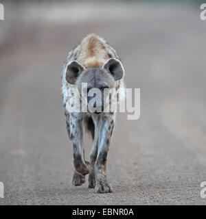 Gefleckte Hyänen (Crocuta Crocuta), geht auf eine unbefestigte Straße, front View, Südafrika, Kruger National Park Stockfoto