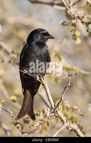 Gabel-tailed Drongo, gemeinsame Drongo (Dicrurus Adsimilis), sitzt in einem Busch, Südafrika, Kruger National Park Stockfoto