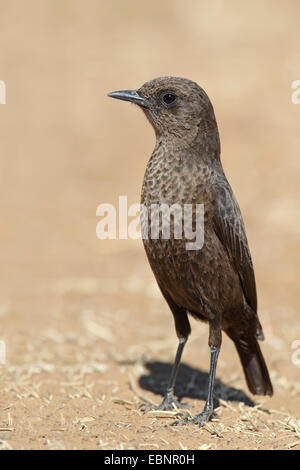 Südlichen Ameisenbär Chat (Myrmecocichla Formicivora), männliche steht auf dem Boden, Südafrika, Barberspan Bird Sanctuary Stockfoto