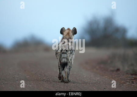 Gefleckte Hyänen (Crocuta Crocuta), läuft auf einem Schotterweg, back View, Südafrika, Kruger National Park Stockfoto