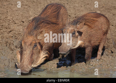 gemeinsamen Warzenschwein, Savanne Warzenschwein (Phacochoerus Africanus), Weibchen und jungen Warzenschwein trinken an einer Wasserstelle, Südafrika, Mkuzi Game Reserve Stockfoto