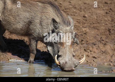 gemeinsamen Warzenschwein, Savanne Warzenschwein (Phacochoerus Africanus), männliche Getränke an einem Wasserloch, Headportrait, Südafrika, Mkuzi Game Reserve Stockfoto