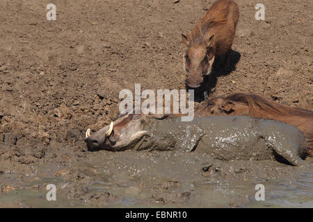 gemeinsamen Warzenschwein, Savanne Warzenschwein (Phacochoerus Africanus), Warzenschweine wälzt sich im Schlamm, Südafrika, Mkuzi Game Reserve Stockfoto
