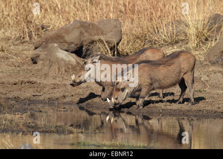 gemeinsamen Warzenschwein, Savanne Warzenschwein (Phacochoerus Africanus), zwei Warzenschweine trinken ein Wasserloch, Südafrika, Pilanesberg National Park Stockfoto