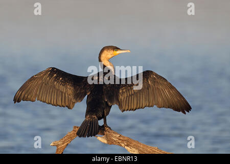 weißer-breasted Kormoran (Phalacrocorax Lucidus), sitzt auf einem abgestorbenen Baum und trocknet der Flügel, Südafrika, Pilanesberg National Park Stockfoto