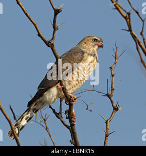 Somalische singen-Habicht, Eastern blass Chanten Habicht (Melierax Poliopterus), unreifen Vogel sitzt in einem Baum, Südafrika, Kgalagadi Transfrontier National Park Stockfoto