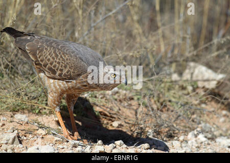 Somalische singen-Habicht, Eastern blass Chanten Habicht (Melierax Poliopterus), unreifen Vogel sitzt auf den Boden, Südafrika, Kgalagadi Transfrontier National Park Stockfoto