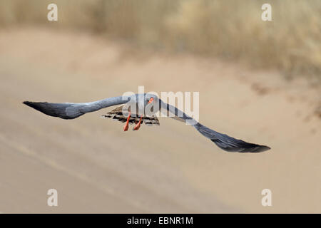 Somalische singen-Habicht, Eastern blass Chanten Habicht (Melierax Poliopterus), fliegen Erwachsenen Habicht, Südafrika Kgalagadi Transfrontier National Park Stockfoto
