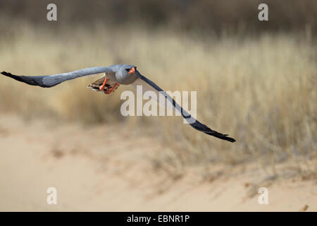 Somalische singen-Habicht, Eastern blass Chanten Habicht (Melierax Poliopterus), fliegen Erwachsenen Habicht, Südafrika Kgalagadi Transfrontier National Park Stockfoto