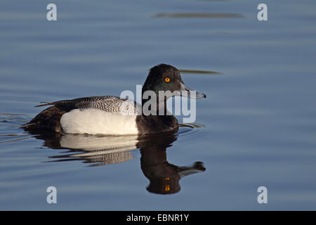 Lesser Scaup (Aythya Affinis), männliche schwimmen, Spiegelbild, USA, Florida, Merritt Island Stockfoto