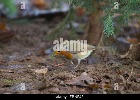 Rotkehlchen (Erithacus Rubecula), sitzen auf den Waldboden mit einem Erde-Wurm in der Rechnung, Deutschland, Nordrhein-Westfalen Stockfoto