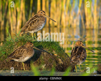 Bekassine (Gallinago Gallinago), ruht auf der Küste am Abend Licht, Deutschland Stockfoto