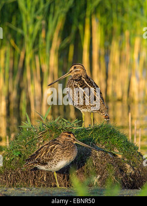 Bekassine (Gallinago Gallinago), ruht auf der Küste am Abend Licht, Deutschland Stockfoto