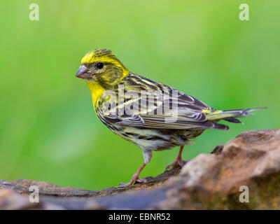 Goldammer (Emberiza Citrinella), trinken aus einem Garten Gartenbrunnen, Deutschland Stockfoto