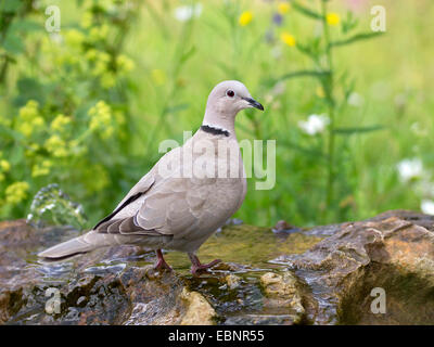 Collared Dove (Streptopelia Decaocto), sitzt auf einem Garten Brunnen zu trinken es, Deutschland Stockfoto