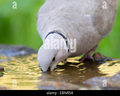 Collared Dove (Streptopelia Decaocto), Trinkwasser aus einem Garten Brunnen, Deutschland Stockfoto