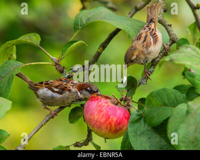 Haussperling (Passer Domesticus), männlichen Spatzen Fütterung auf einen Apfel in einem Apfelbaum, Deutschland Stockfoto