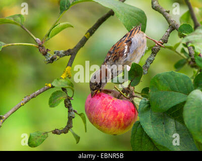 Haussperling (Passer Domesticus), weibliche Sparrow Fütterung auf einen Apfel in einem Apfelbaum, Deutschland Stockfoto