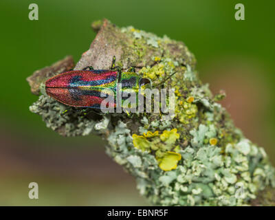 Juwel-Käfer, Holz-langweilig-Käfer (Anthaxia Candens), Männchen auf einem Ast, Deutschland Stockfoto