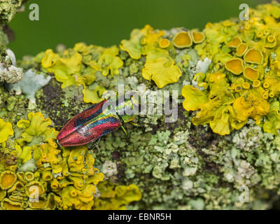 Juwel-Käfer, Holz-langweilig-Käfer (Anthaxia Candens), Männchen auf einem Ast, Deutschland Stockfoto