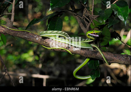 Longnose Whipsnake, grüne Ranke Schlange (Ahaetulla Nasuta), Verteidigung Haltung, Sri Lanka Stockfoto