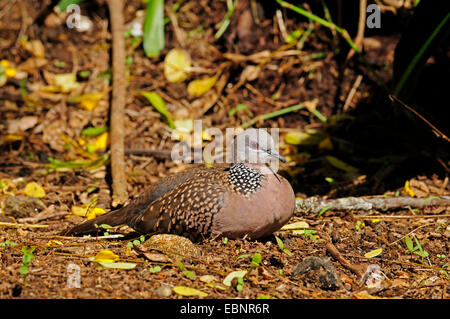 Gesichtet-necked Taube (Streptopelia Chinensis), sitzen auf dem Boden, Sri Lanka Stockfoto