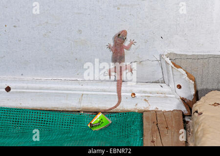 Brook Hälfte-toed Gecko, Brook Gecko, afrikanisches Haus Gecko (Hemidactylus Brookii), an einer Hauswand, Sri Lanka Stockfoto