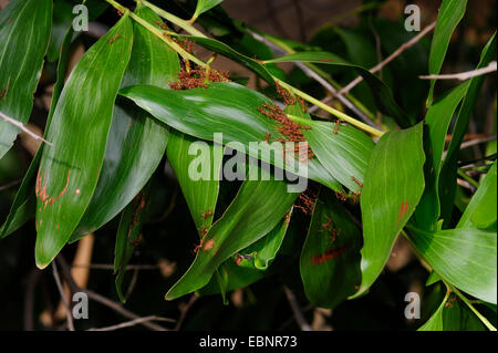 Weberameisen (Oecophylla spec.), Weberameisen ziehen Blätter zusammen, Sri Lanka Stockfoto