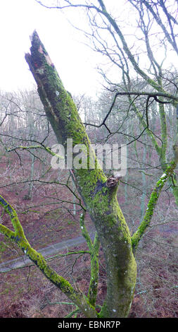 Rotbuche (Fagus Sylvatica), Buche Stamm in einen Buchenwald gebrochen, im Winter, Deutschland, Mecklenburg-Vorpommern, Rügen Stockfoto