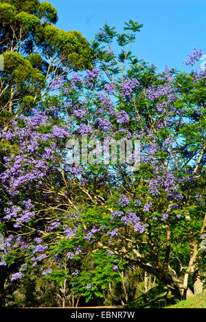 Walpole Landschaften, Strände, Wald, Landwirtschaft, Flora & Fauna, Bäume in Blüte, South Western Australia Stockfoto