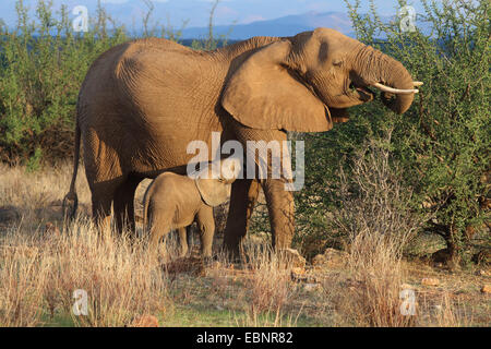 Afrikanischer Elefant (Loxodonta Africana), junges Tier trinken durch die Fütterung Mutter, Kenya, Samburu National Reserve Stockfoto