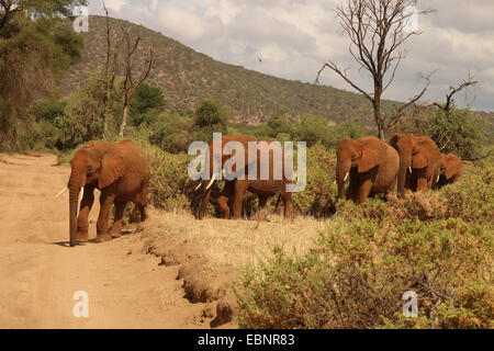 Afrikanischer Elefant (Loxodonta Africana), Herde Elefanten in der Savanne, Kenya, Samburu National Reserve Stockfoto