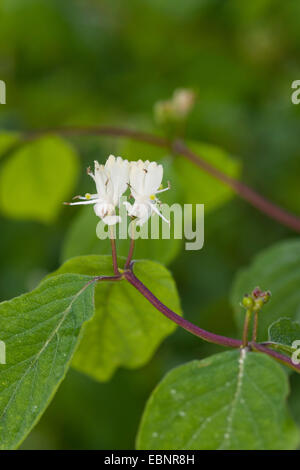 Europäische rote Heckenkirsche (Lonicera Xylosteum), blühen, Deutschland Stockfoto